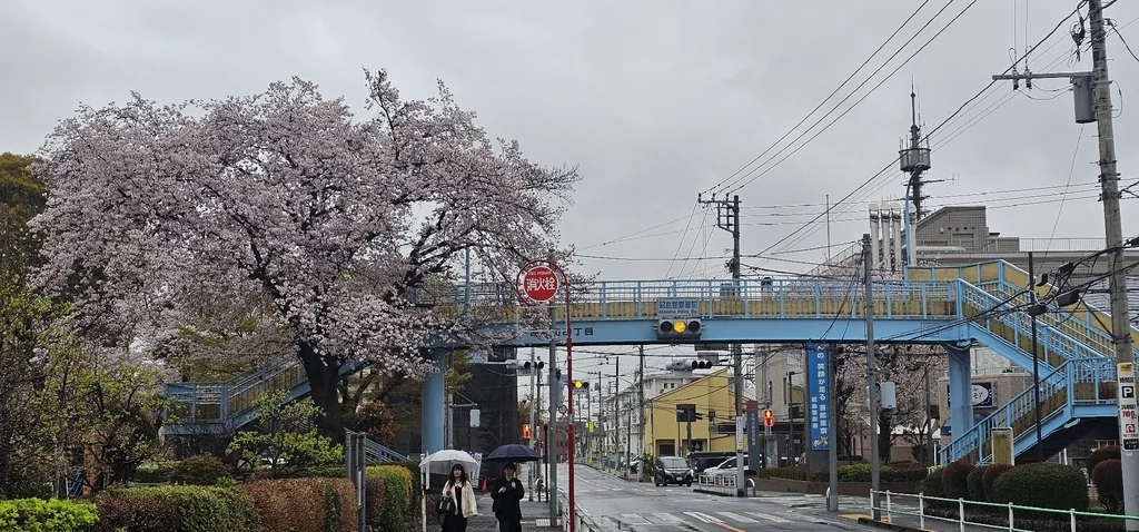 Prunus X Yedoensis