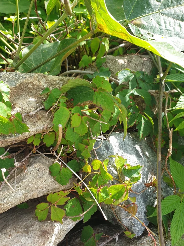 Parthenocissus Tricuspidata