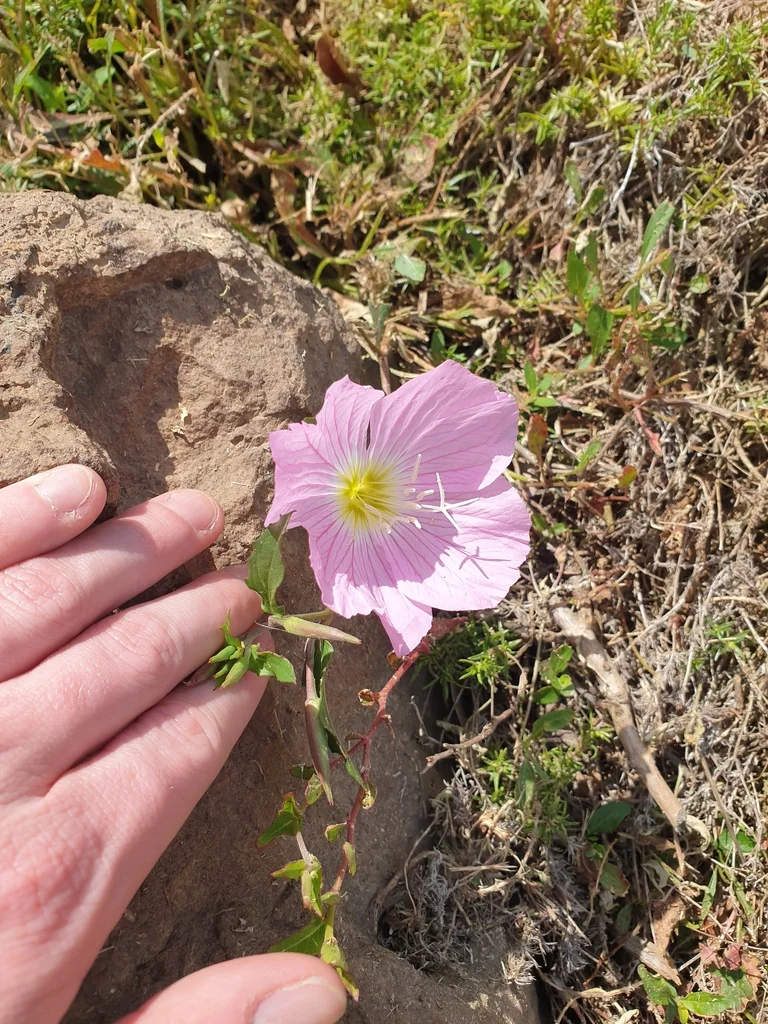 Oenothera Speciosa