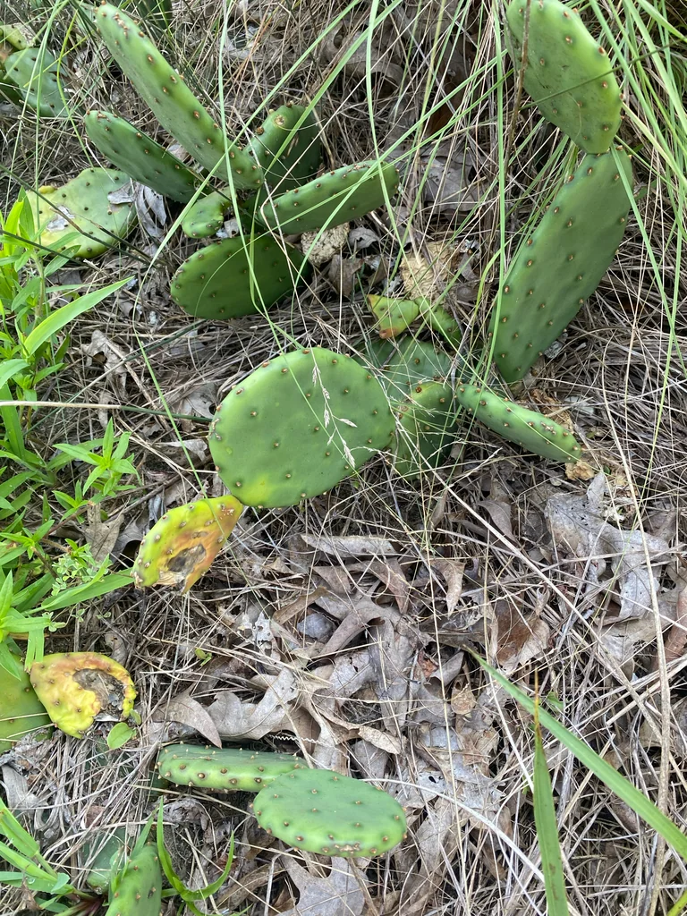 Opuntia Humifusa