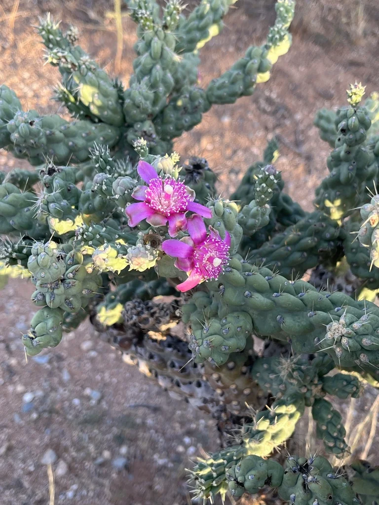Opuntia Fulgida