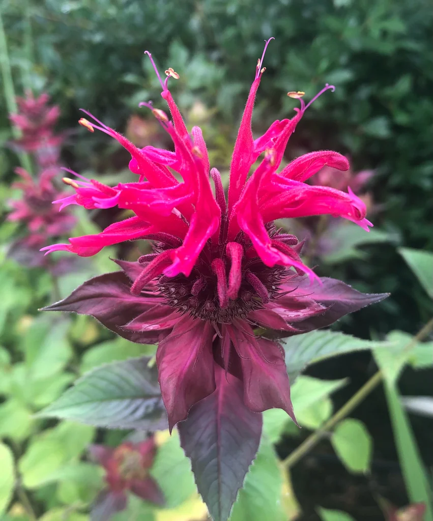 Monarda didyma