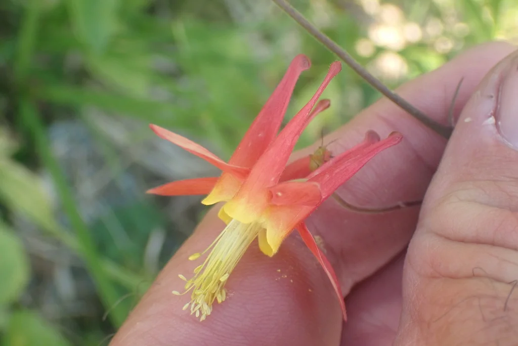 Aquilegia Formosa
