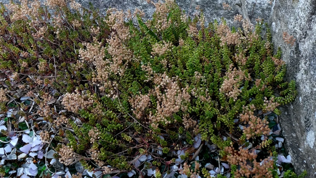 Sedum Album