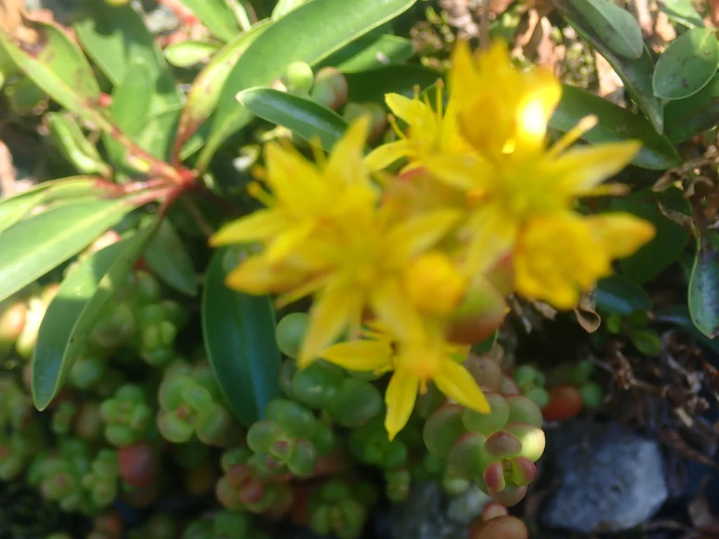 Sedum Divergens