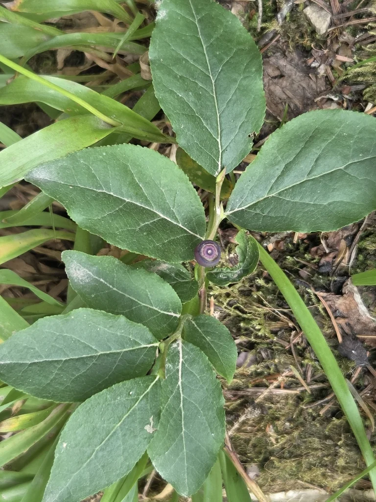 Vaccinium Membranaceum