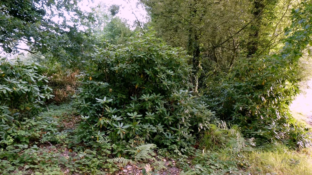 Rhododendron Ponticum