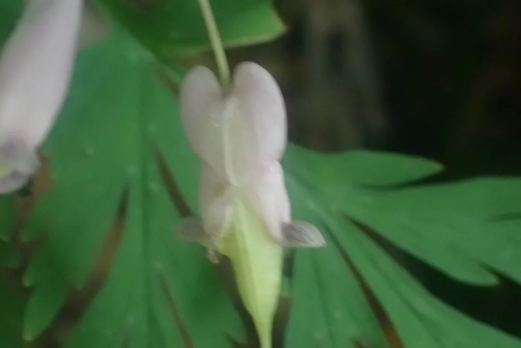 Dicentra Formosa