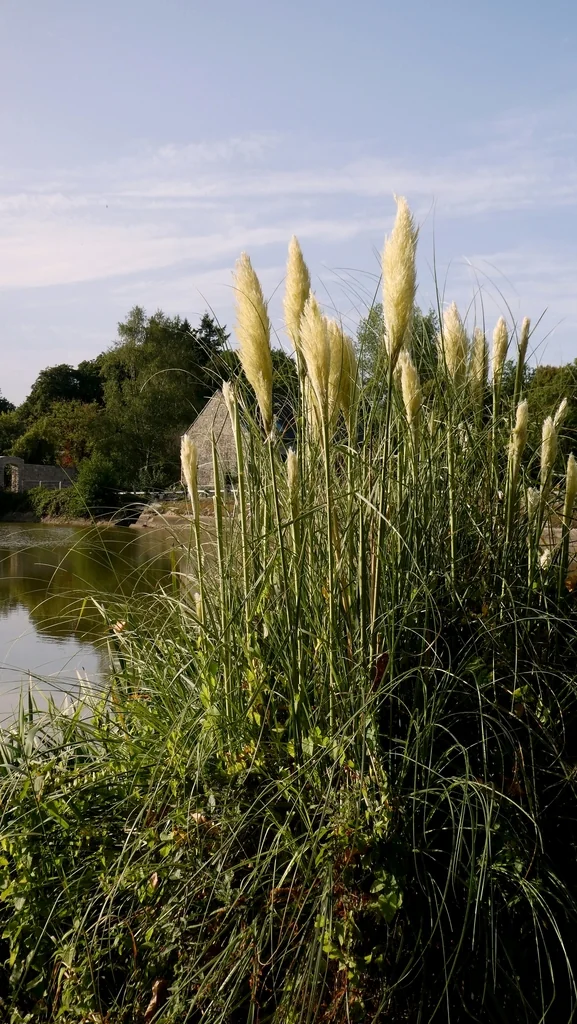 Cortaderia Selloana