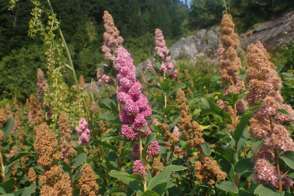 Spiraea Douglasii