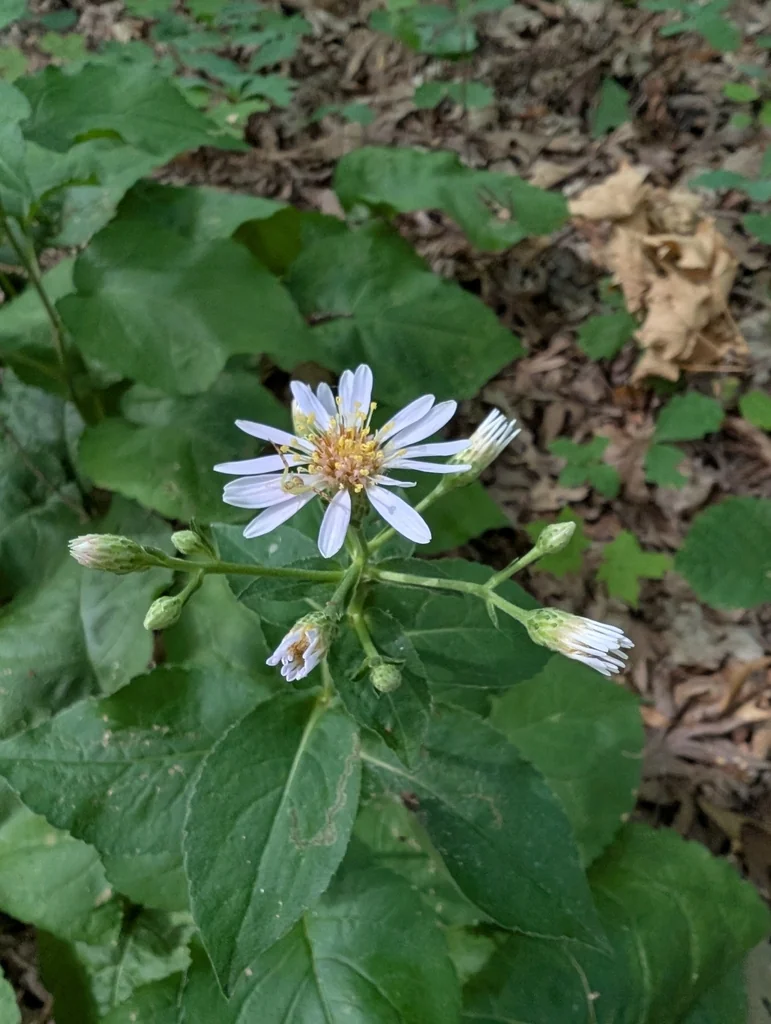 Aster Macrophyllus