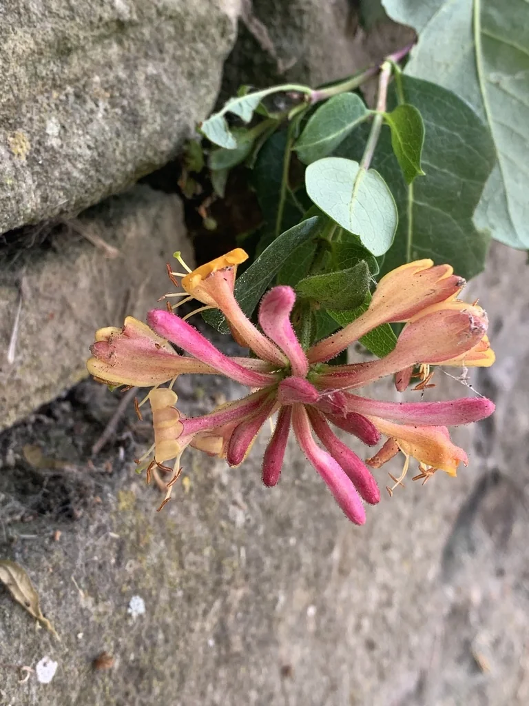 Lonicera periclymenum