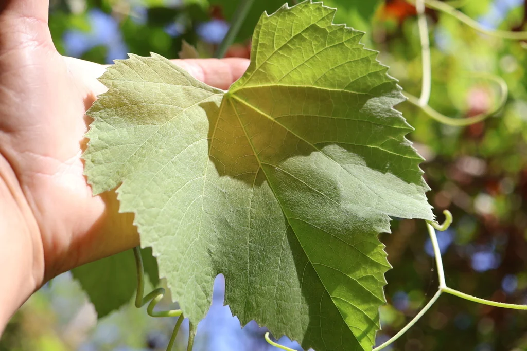 Vitis Californica