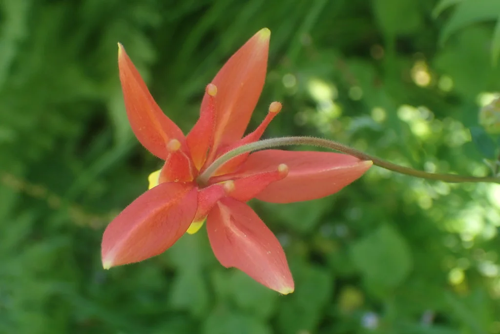 Aquilegia Formosa