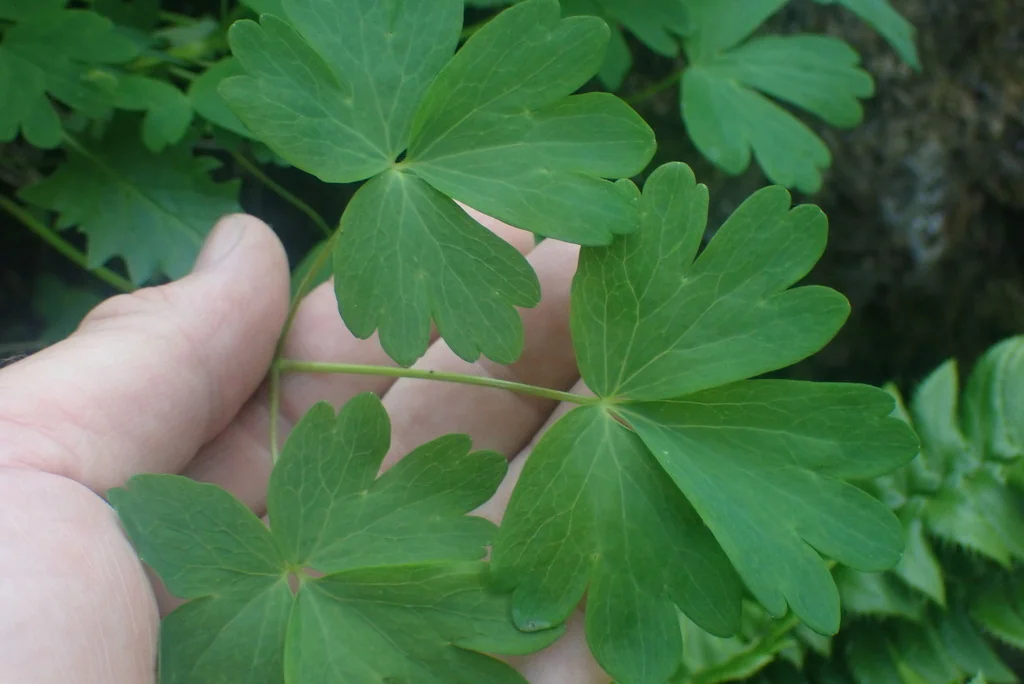 Aquilegia Formosa