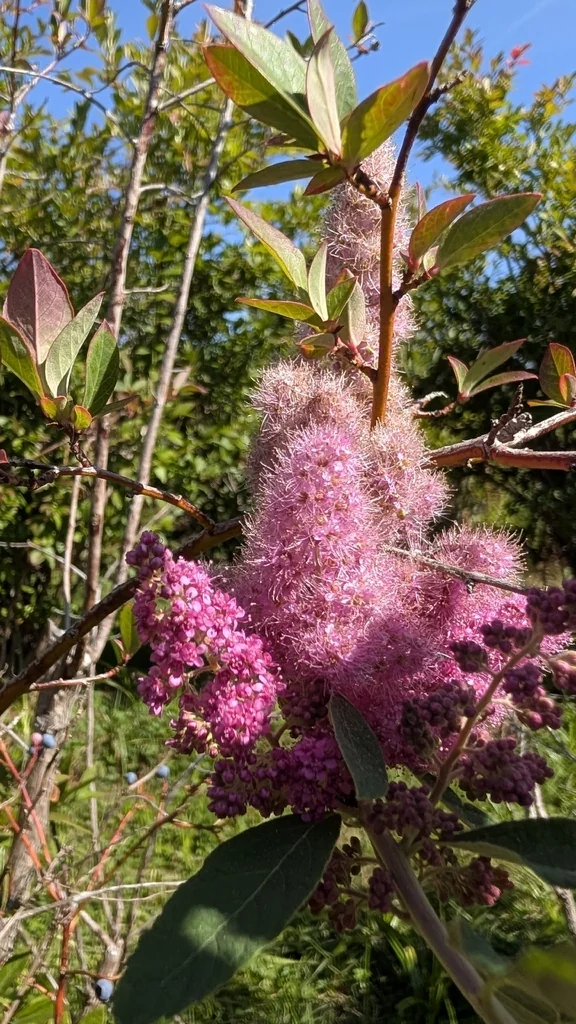 Spiraea Douglasii