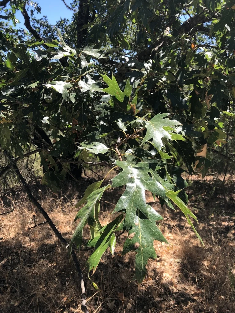 Quercus Kelloggii