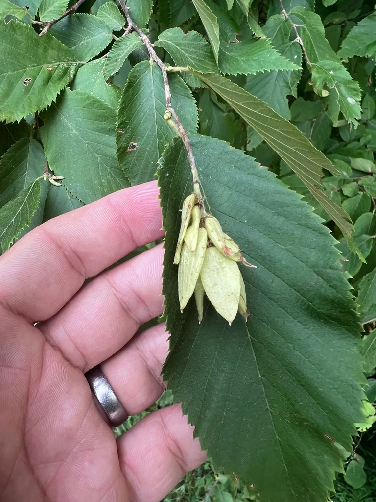 Ostrya Virginiana