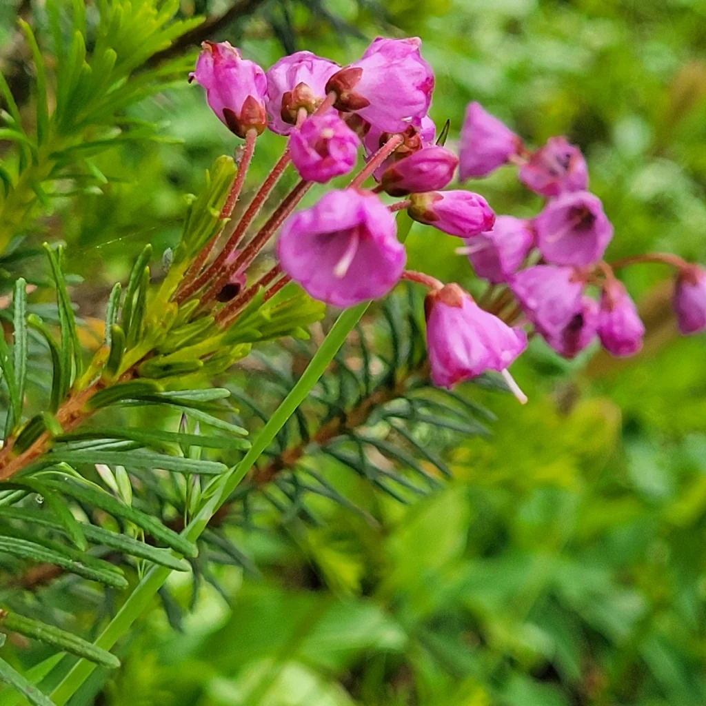 Phyllodoce Empetriformis