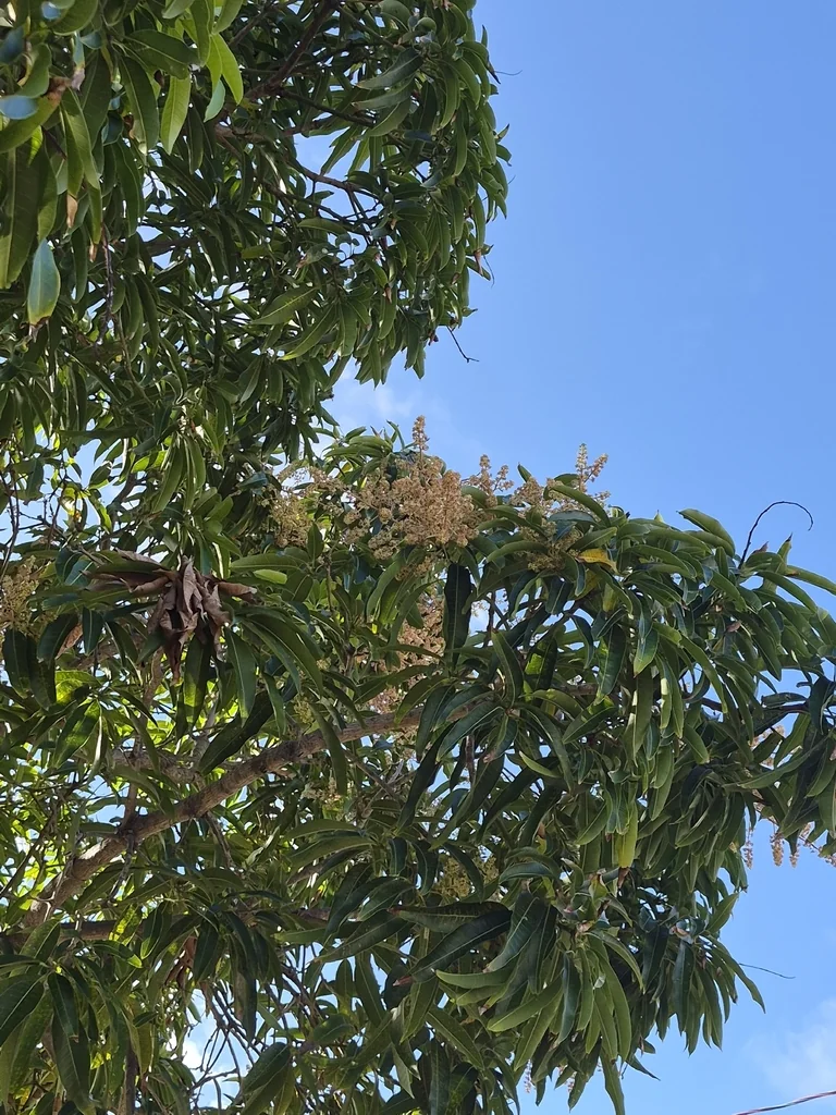 Mangifera indica
