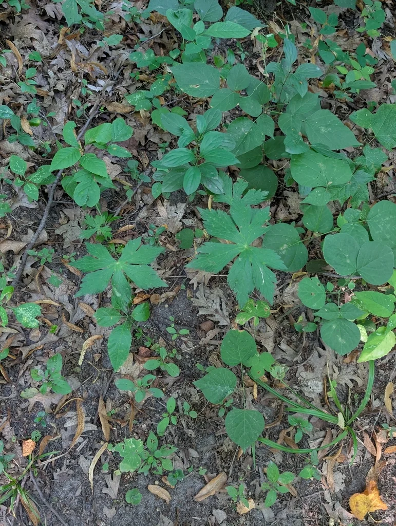 Geranium Maculatum