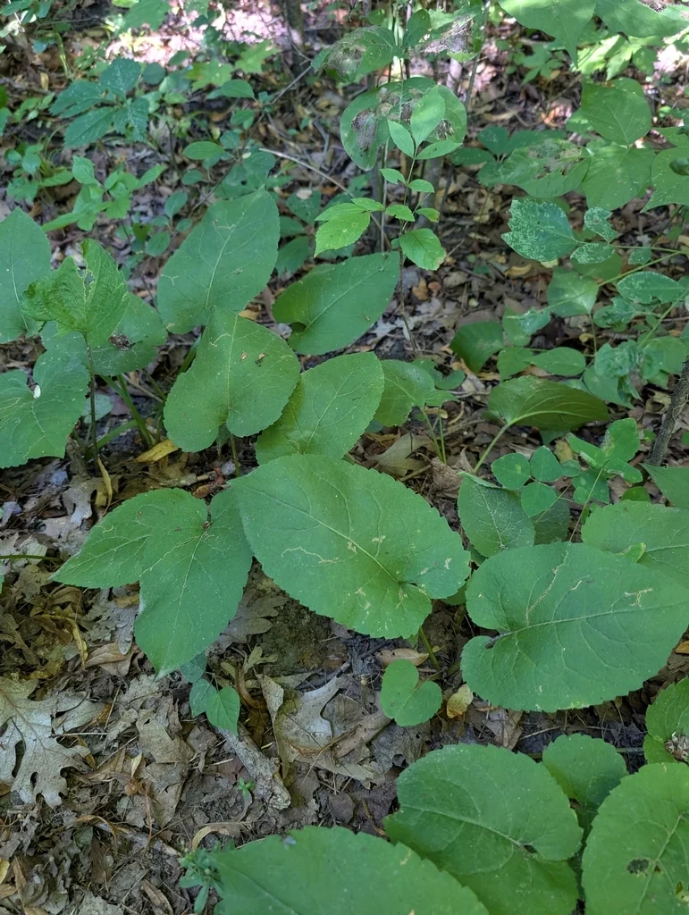 Aster Macrophyllus
