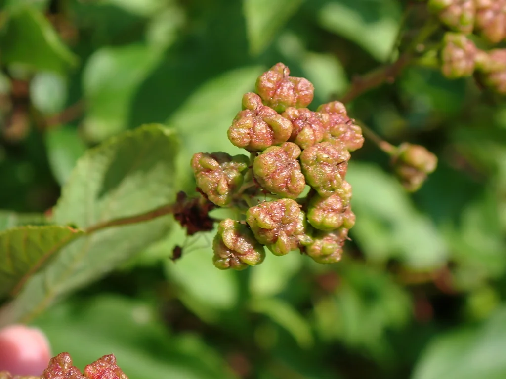 Ceanothus Americanus