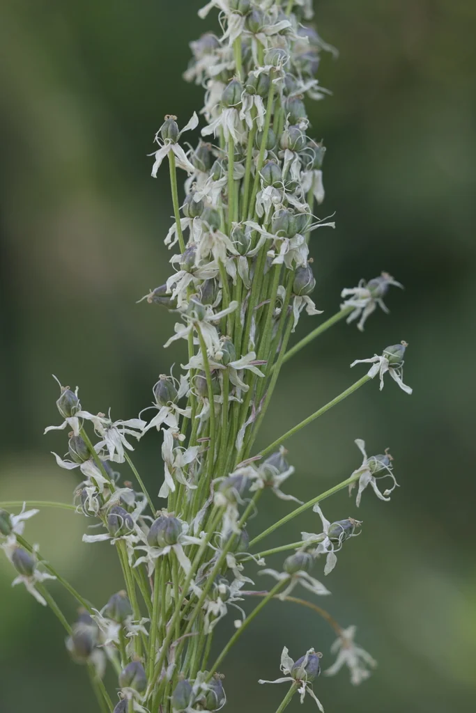Xerophyllum Tenax