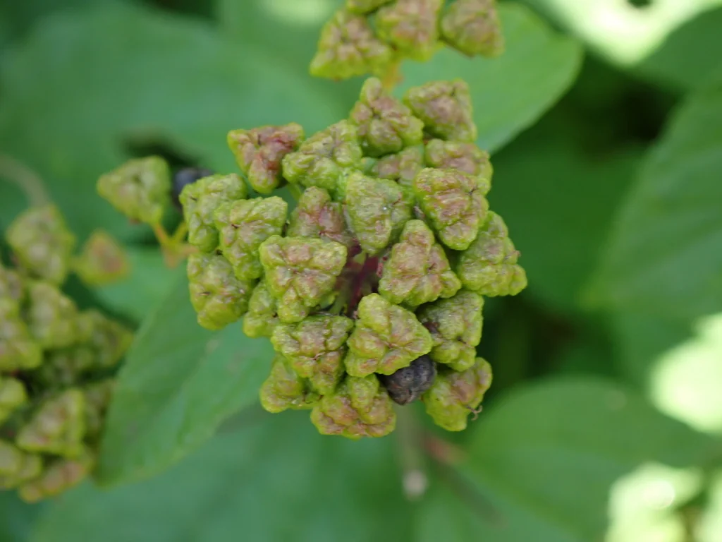 Ceanothus Americanus