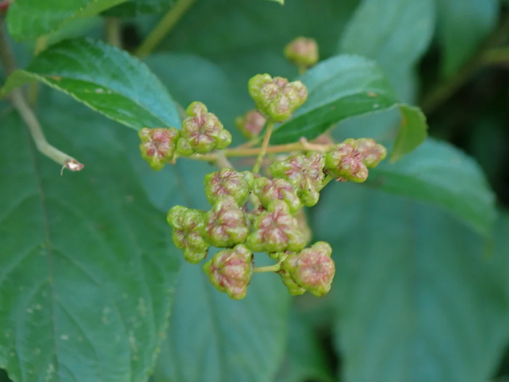 Ceanothus Americanus