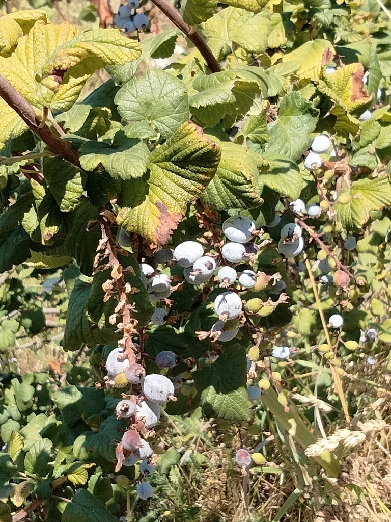 Ribes Sanguineum