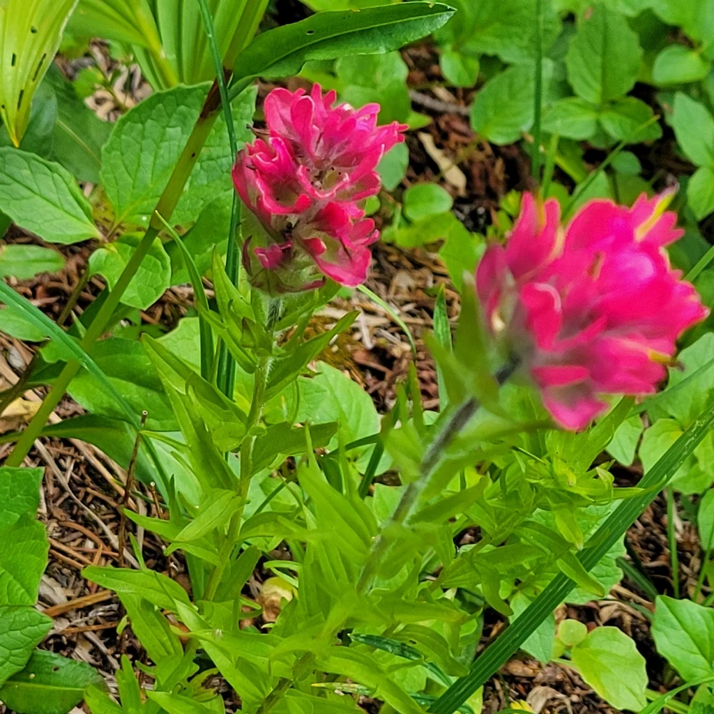 Castilleja Parviflora