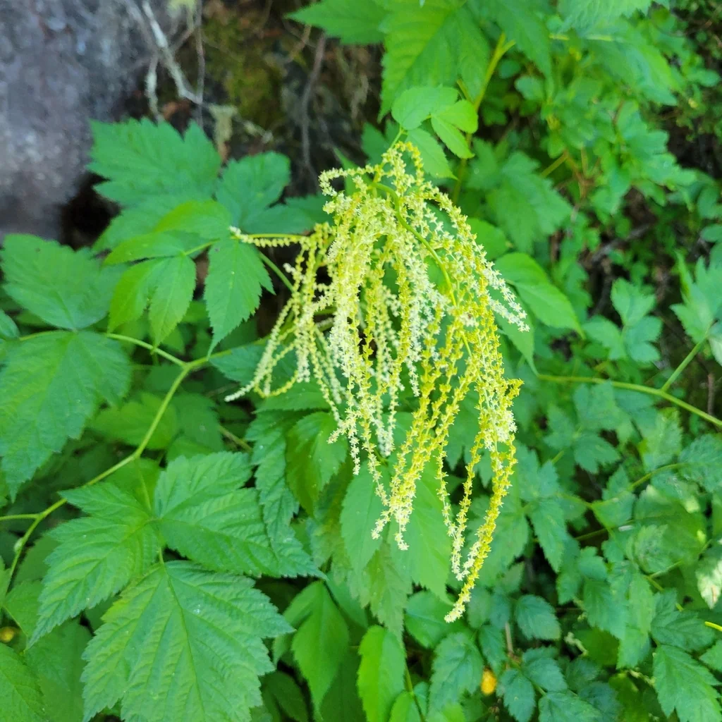 Aruncus Dioicus