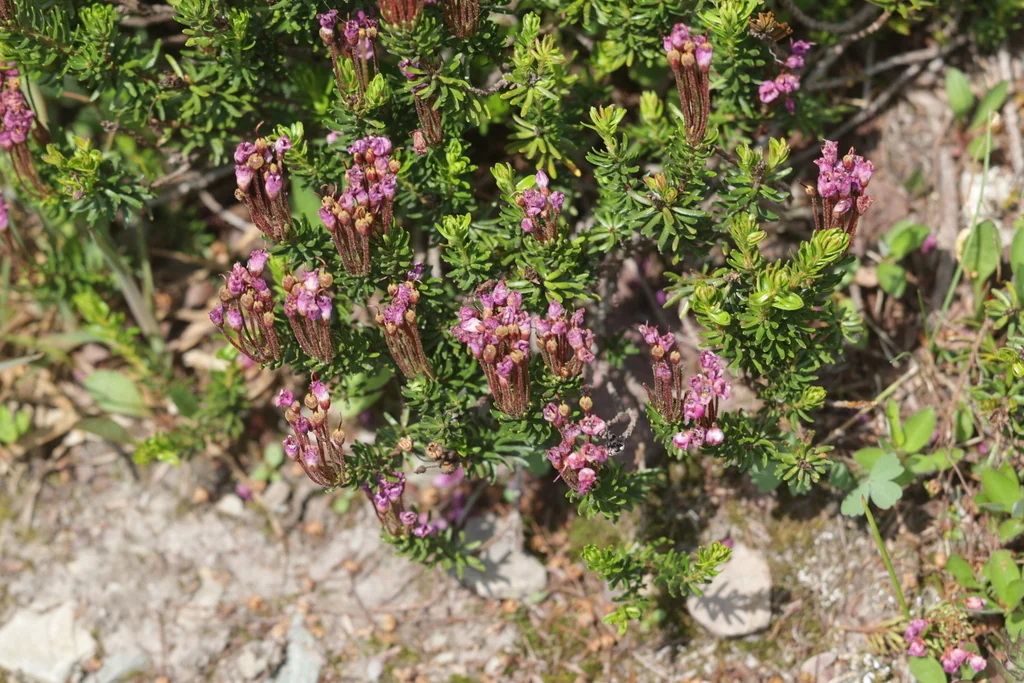 Phyllodoce Empetriformis