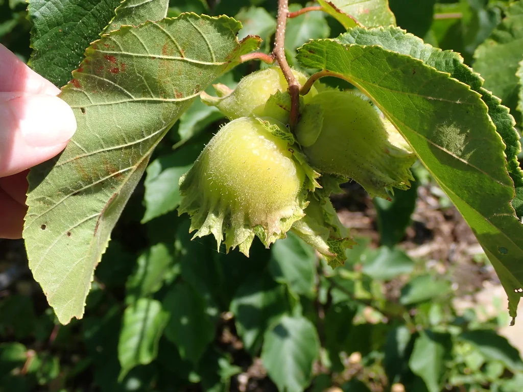 Corylus Americana