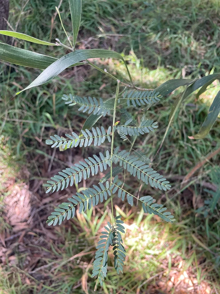 Acacia Melanoxylon