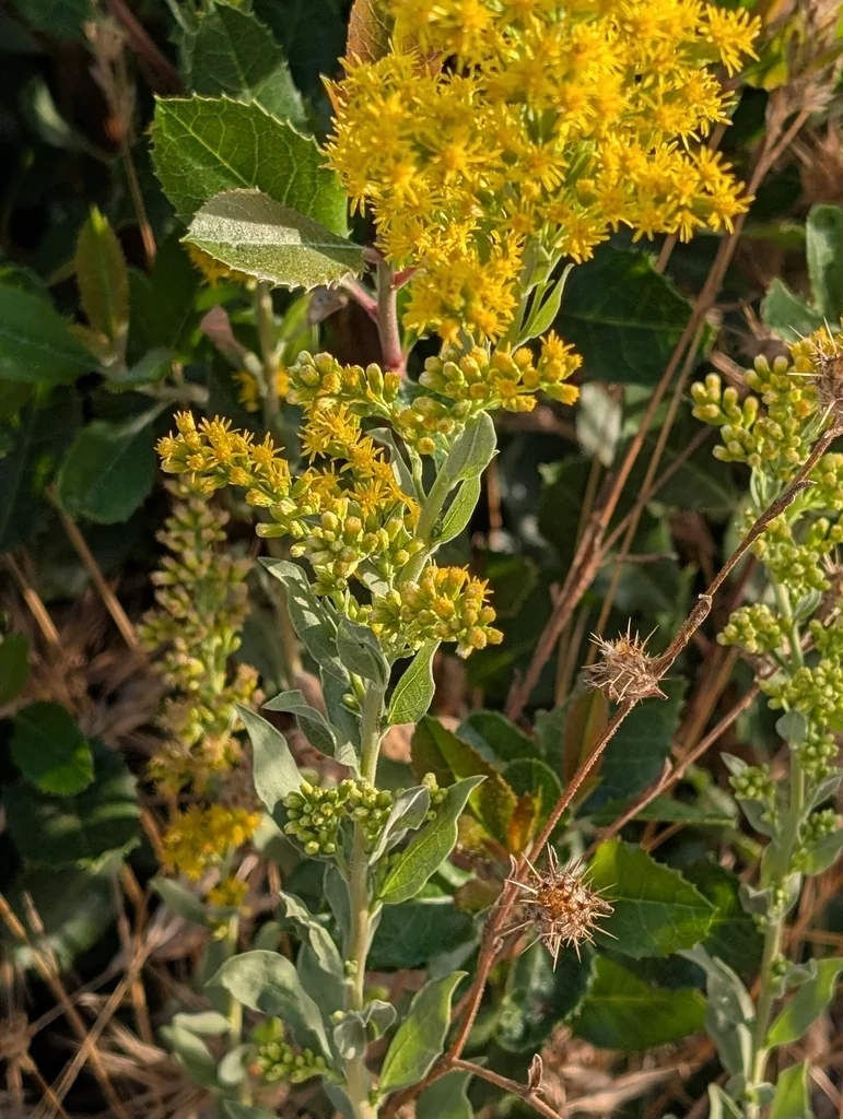 Solidago Californica