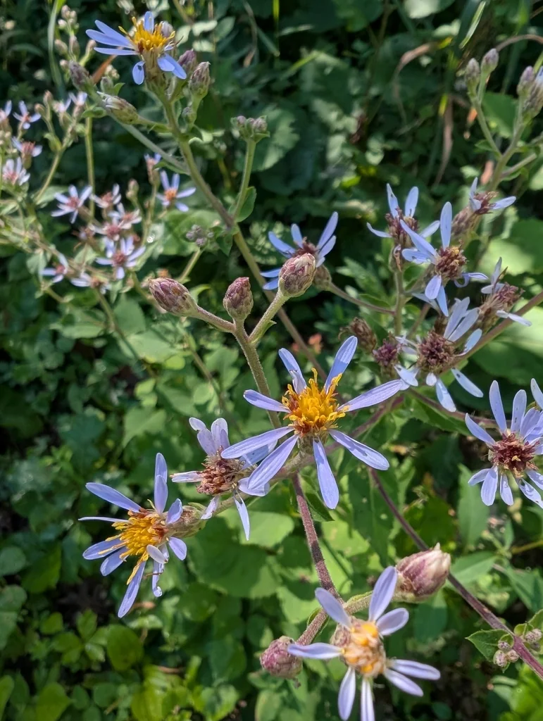 Aster Macrophyllus