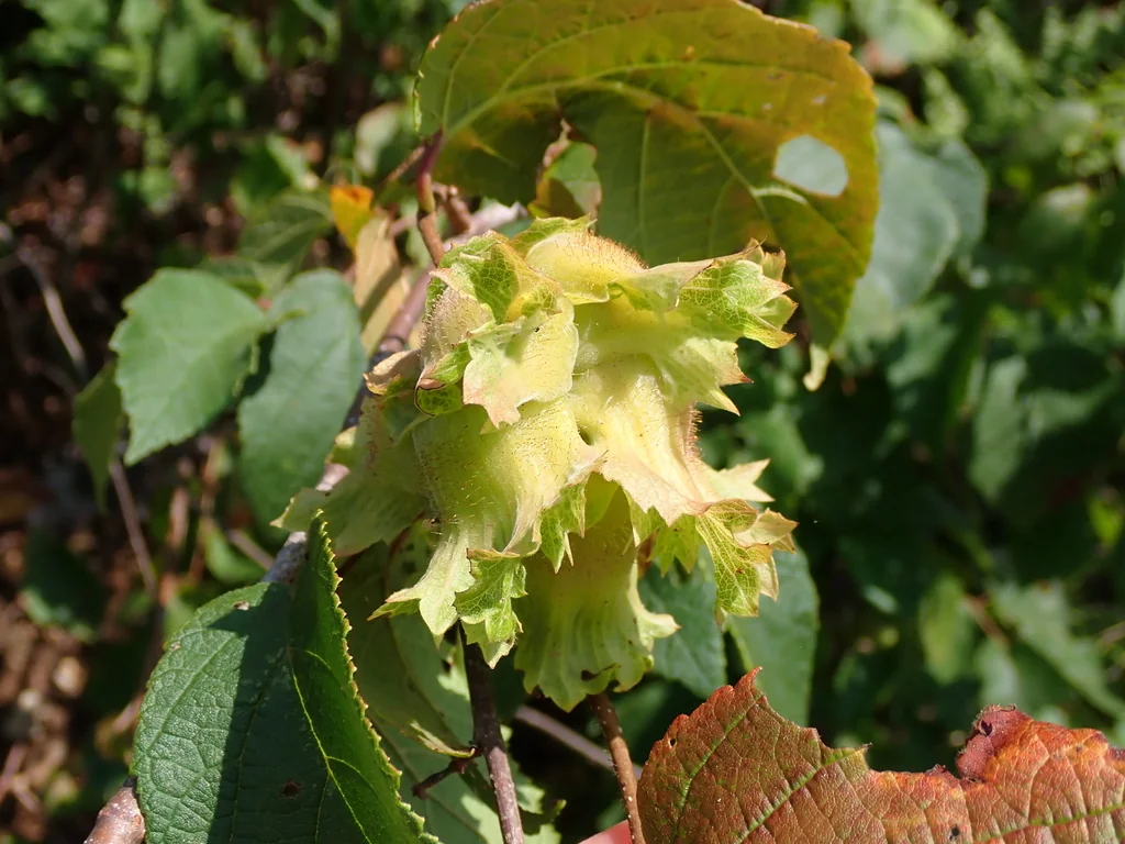 Corylus Americana