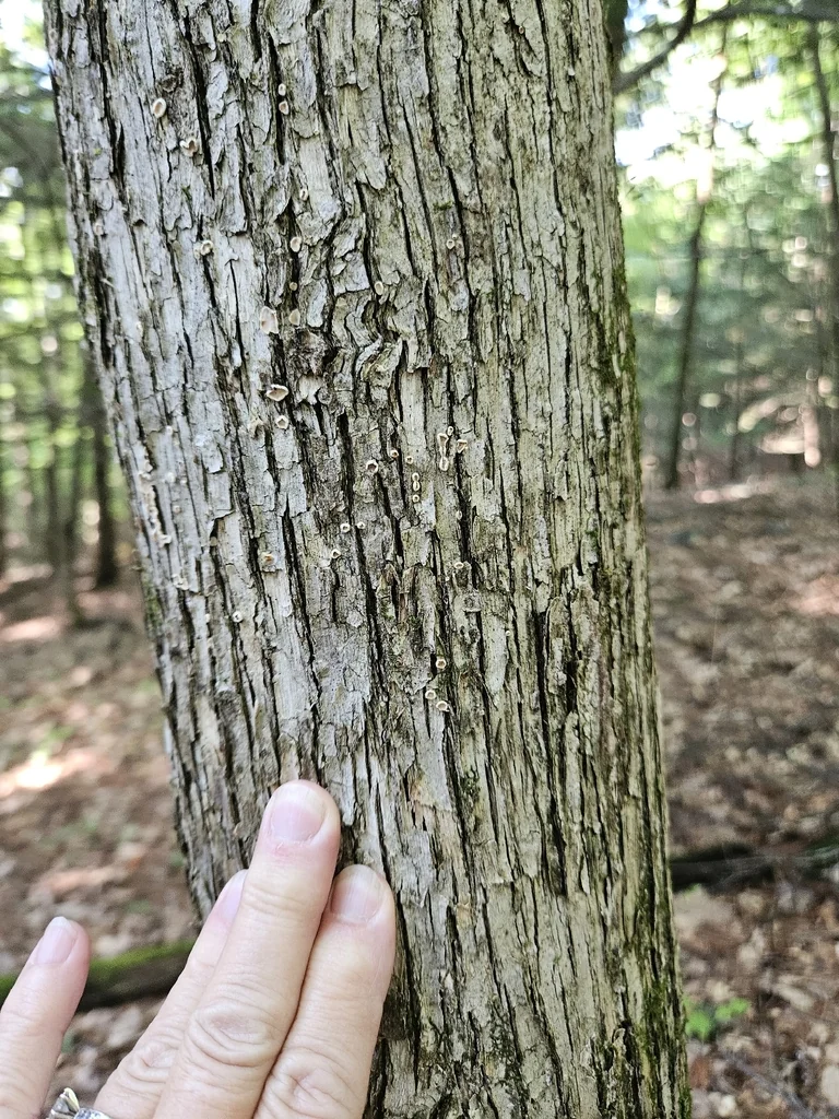 Ostrya Virginiana