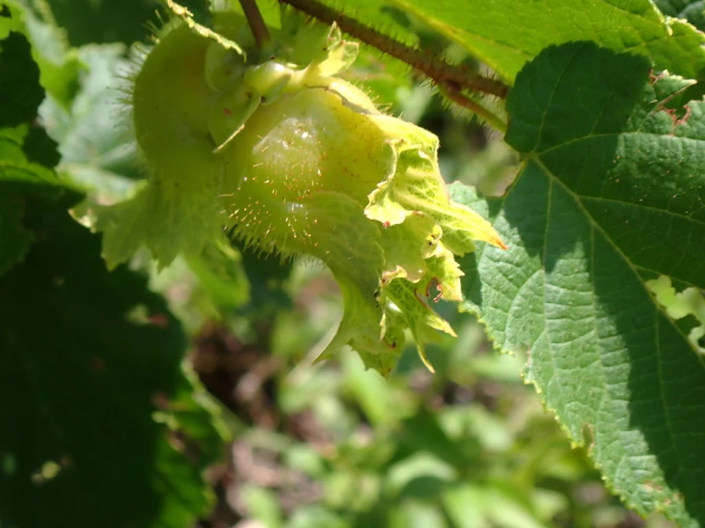 Corylus Americana