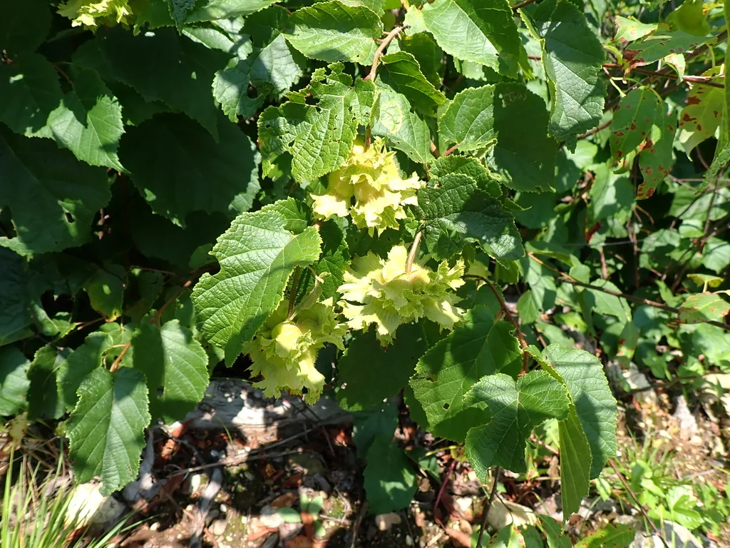 Corylus Americana