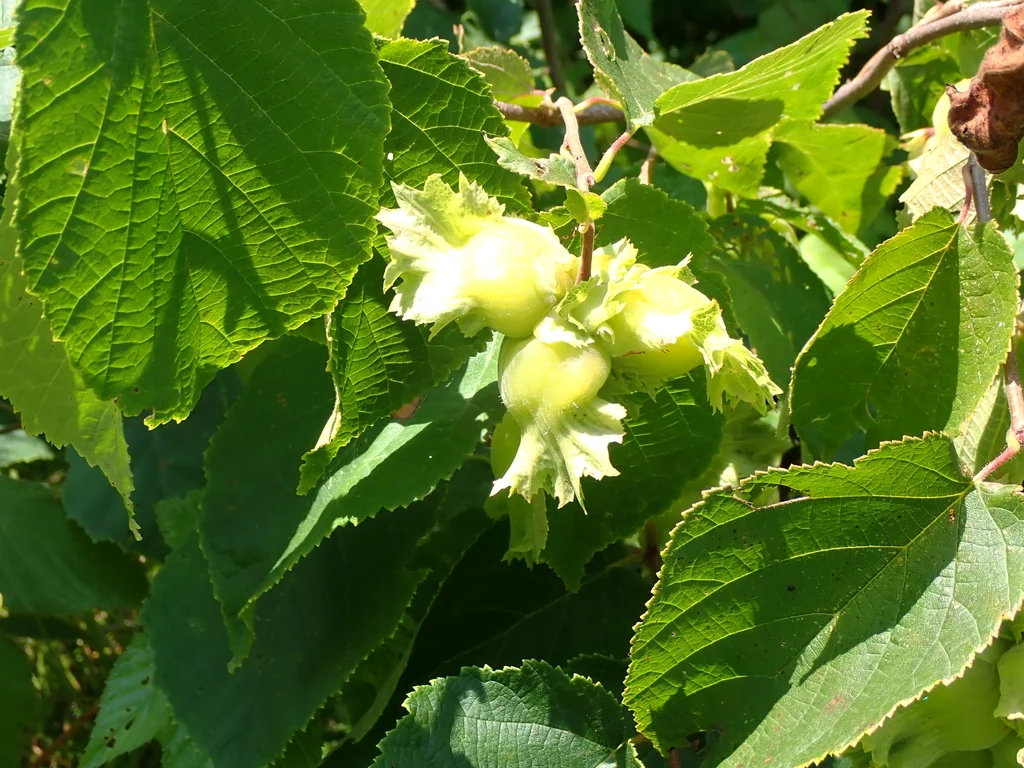 Corylus Americana
