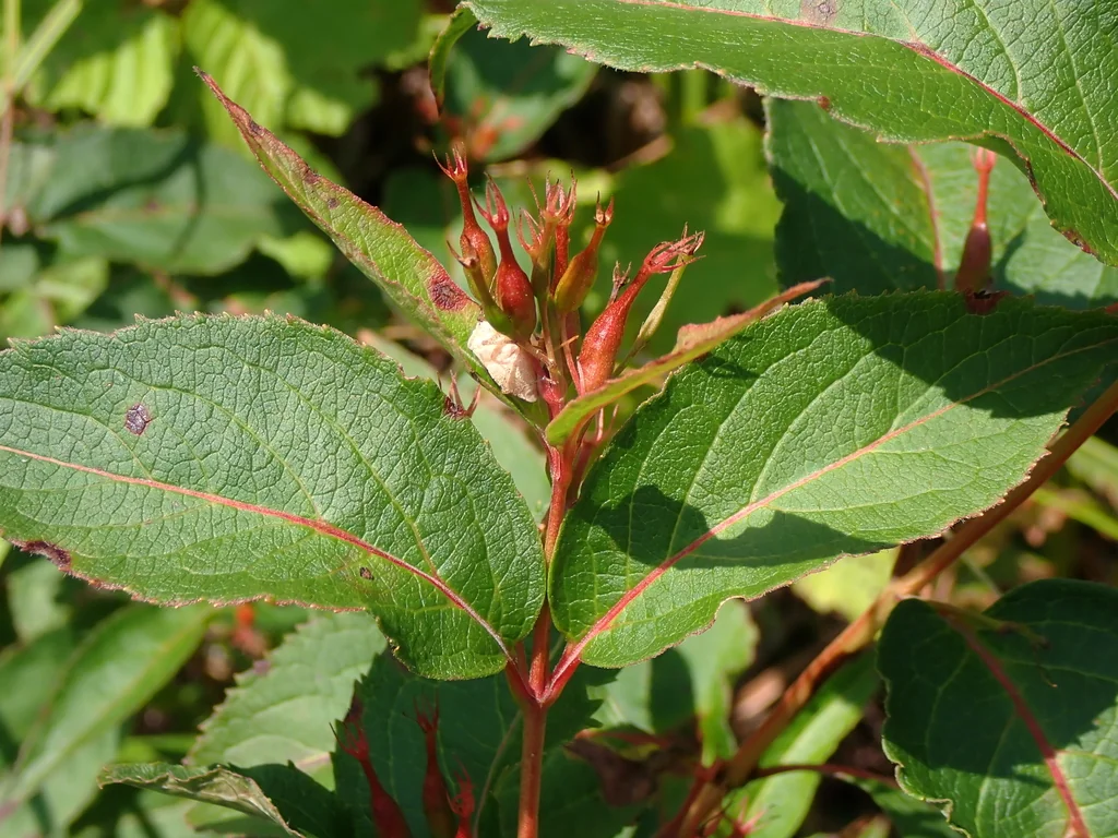 Diervilla Lonicera