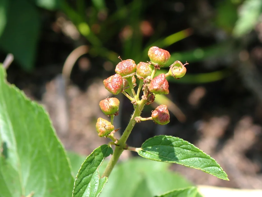 Ceanothus Americanus