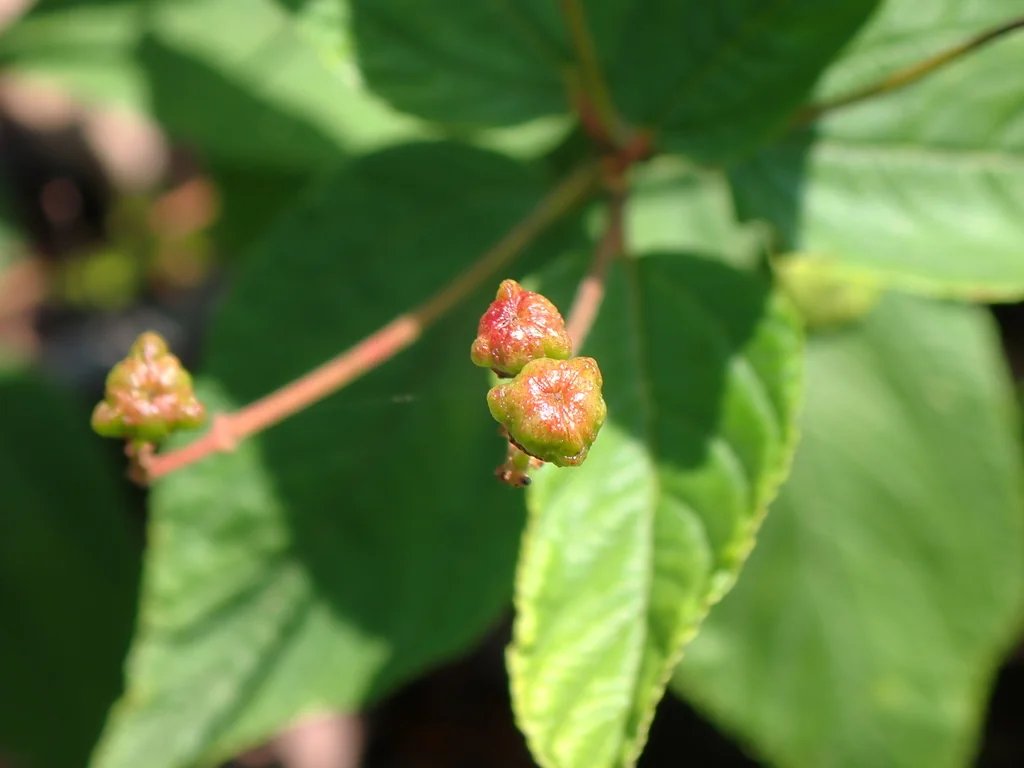 Ceanothus Americanus