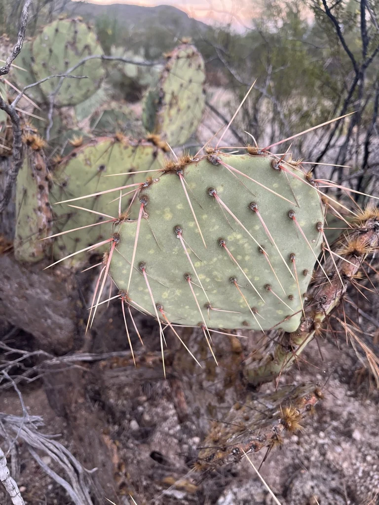 Opuntia Phaeacantha