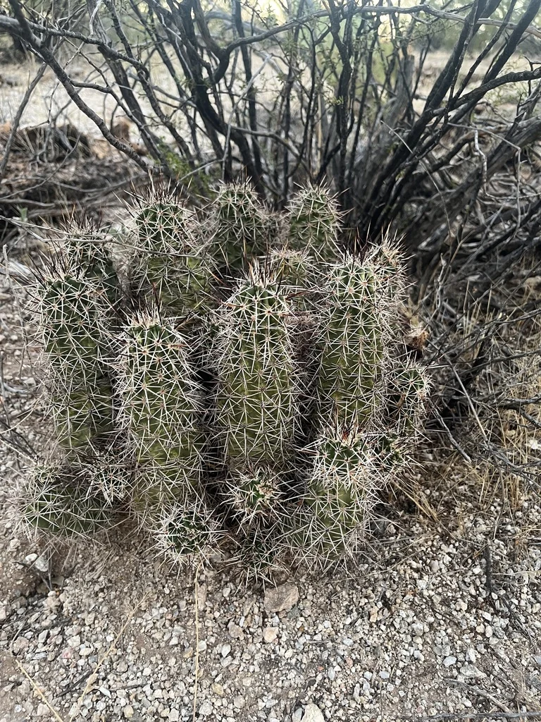 Echinocereus Fasciculatus