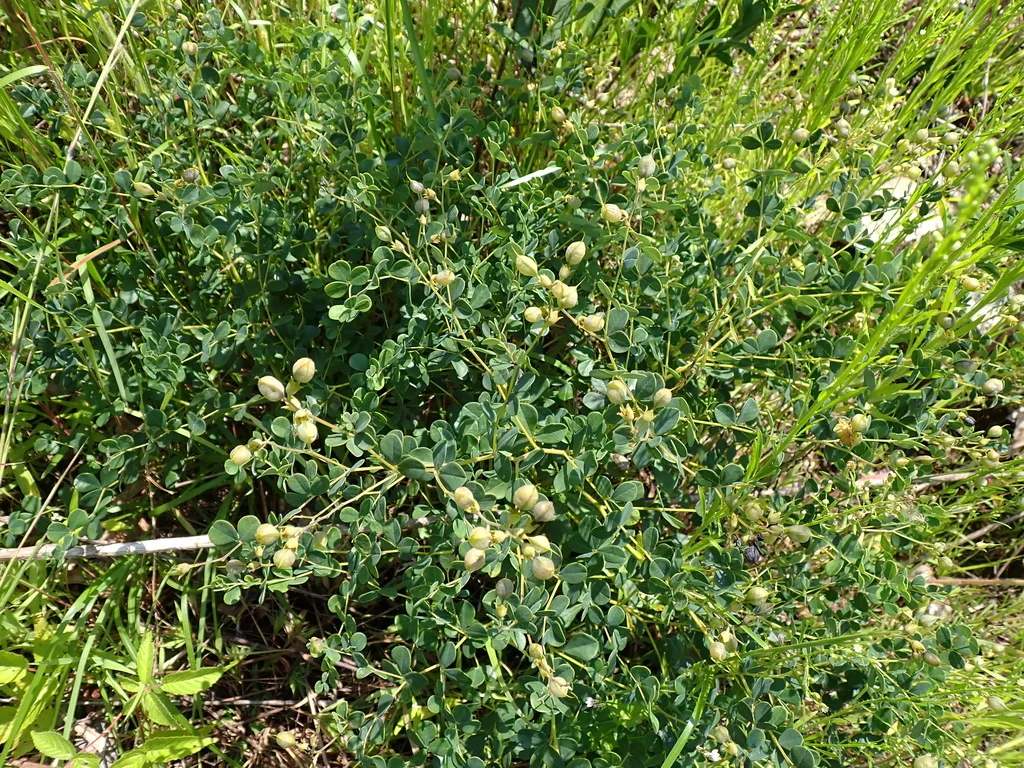 Baptisia Tinctoria