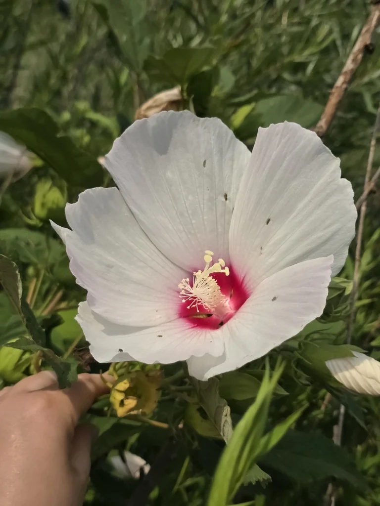 Hibiscus Moscheutos